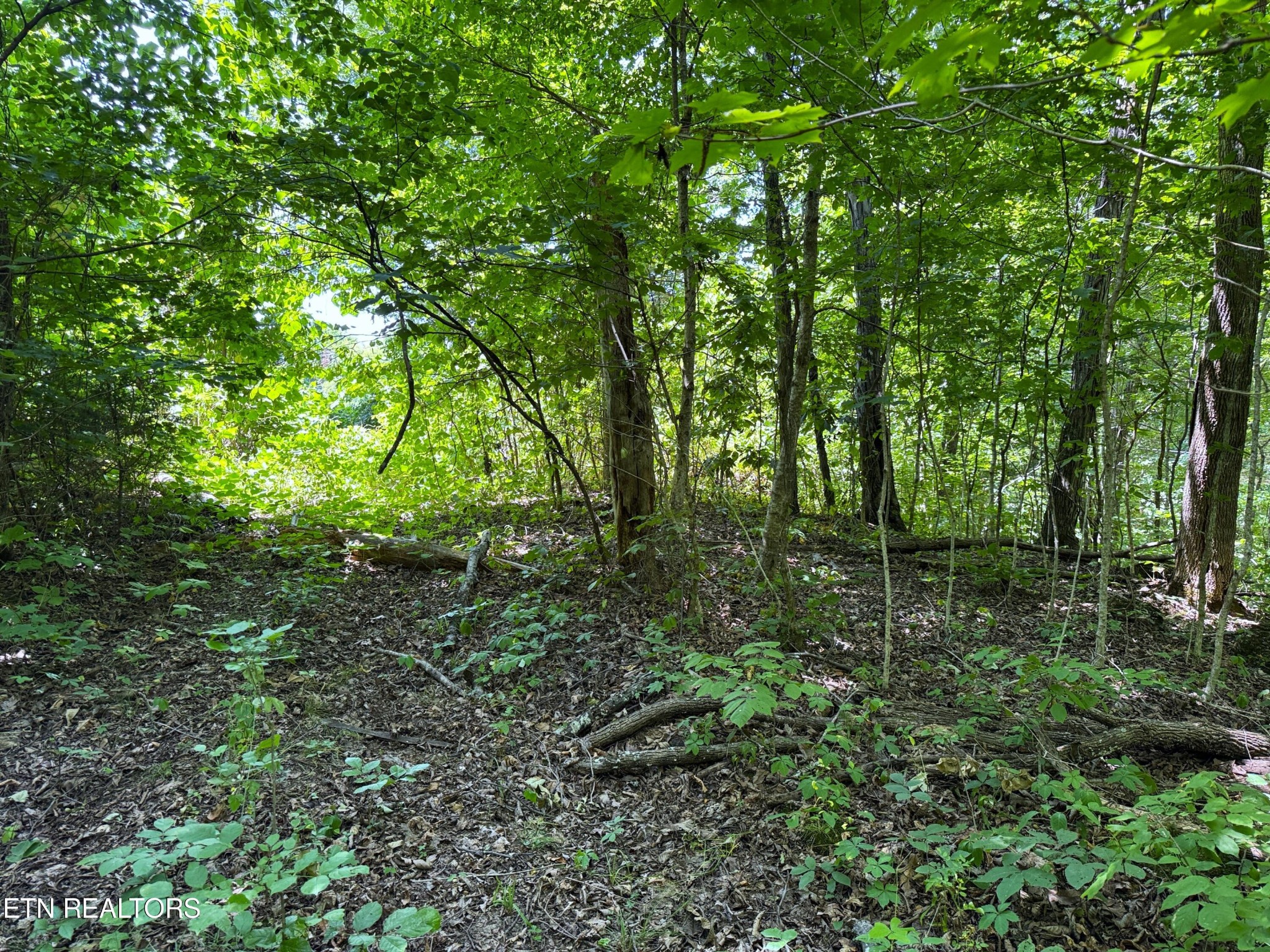 68 Friendship Road Greeneville, TN 37745 - Photo 4 of 16 a view of outdoor space and green space