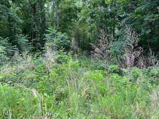 0 Frank Bullock Road Manson, NC 27553 - Photo 3 of 5 a view of a lush green forest