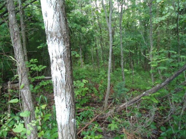 5 95 Star Point Road Celina, TN 38551 - Photo 15 of 21 Gallery Image 15