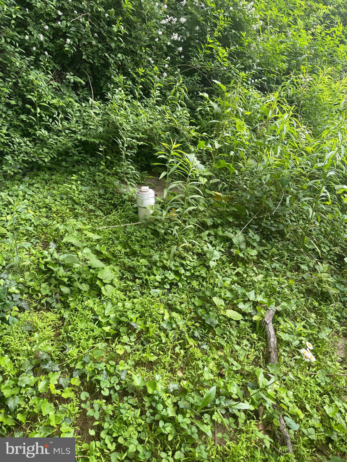 4810 Fake Road York, PA 17406 - Photo 45 of 58 a view of a lush green forest