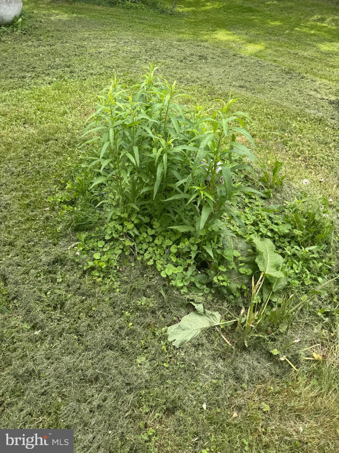 4810 Fake Road York, PA 17406 - Photo 47 of 58 a view of a yard with a tree