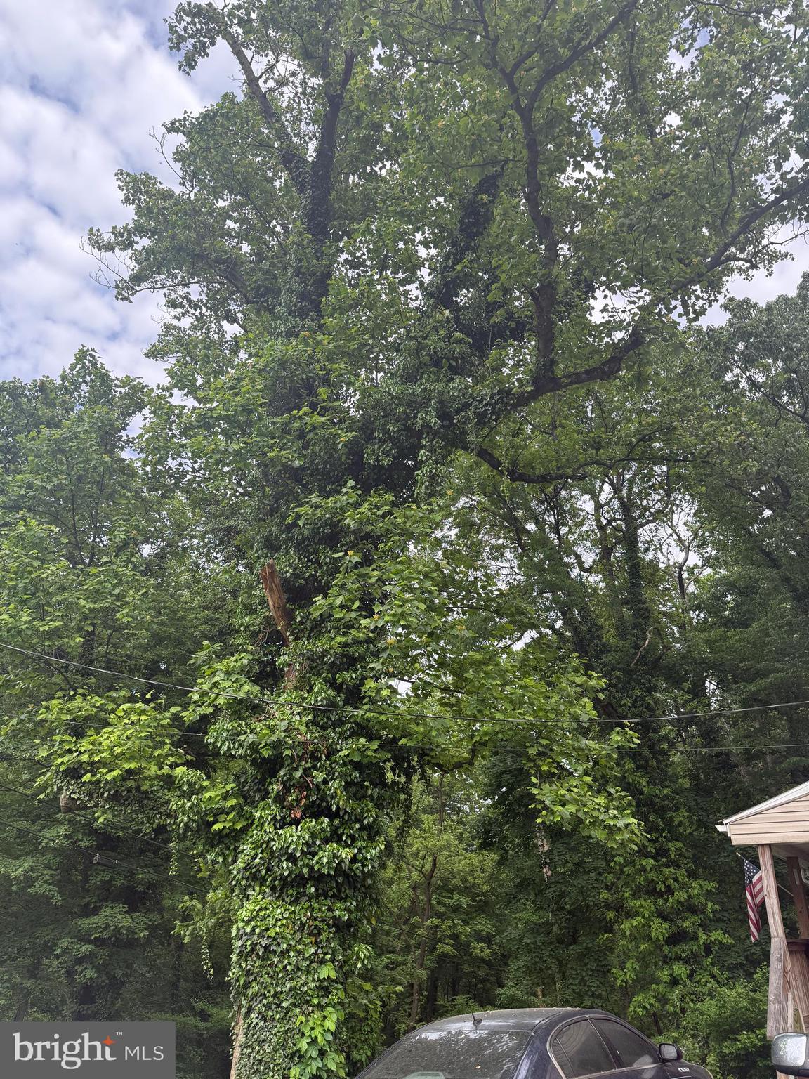 4810 Fake Road York, PA 17406 - Photo 57 of 58 a view of a tree in a yard