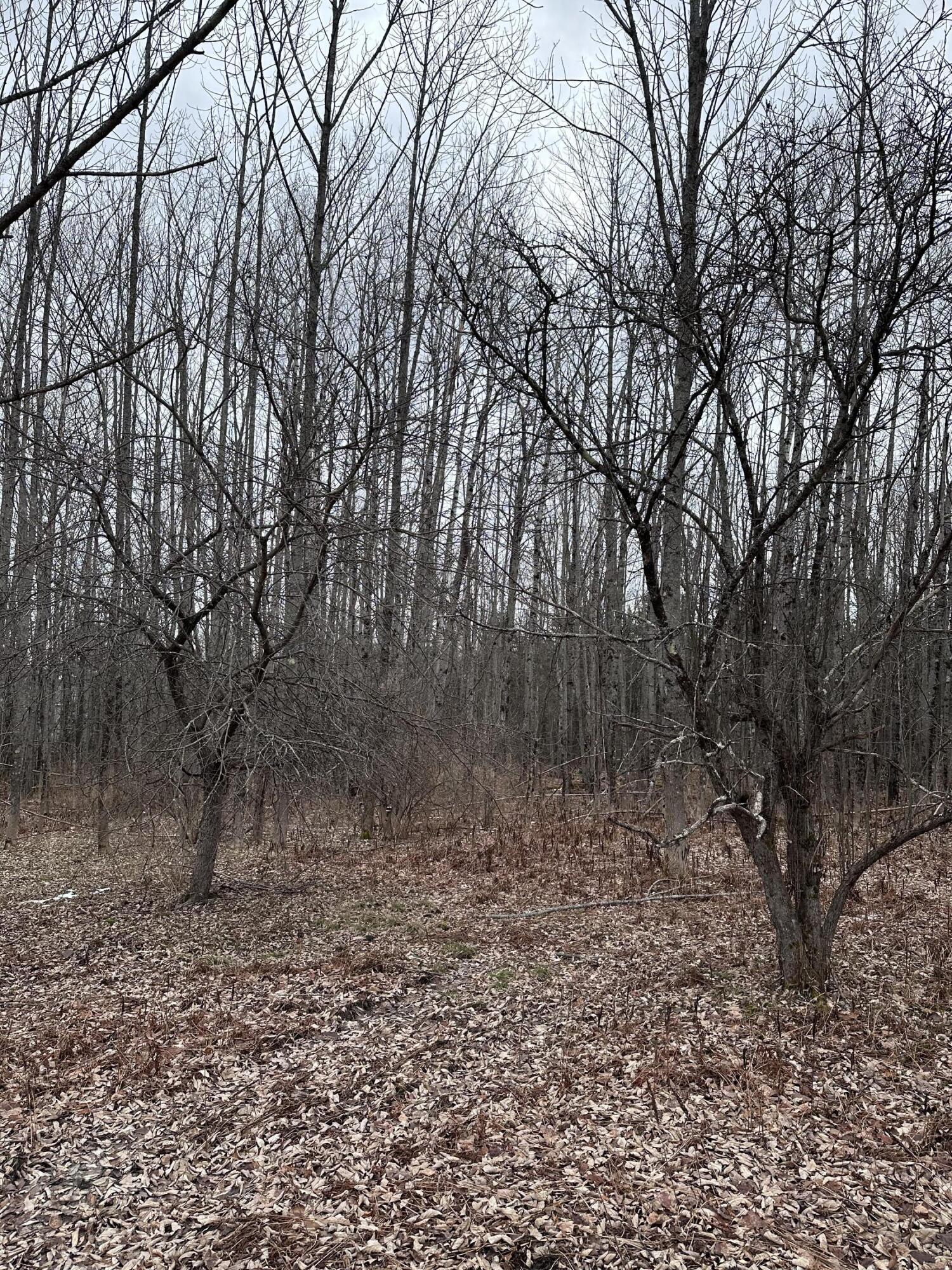 18-045 Canaan Road Pittsfield, ME 04967 - Photo 22 of 24 Apple Tree