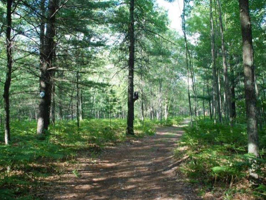 40-acres Sugar River Road Gladwin, MI 48624 - Photo 4 of 33