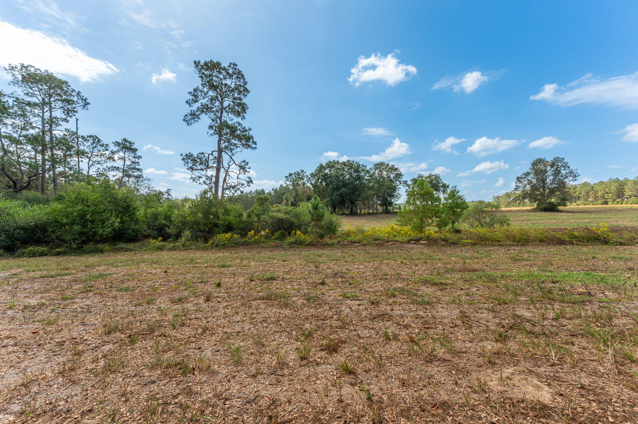 3-acre -a Prescott Road Florala, AL 36442 - Photo 18 of 36 a view of a big yard with potted plants and large trees