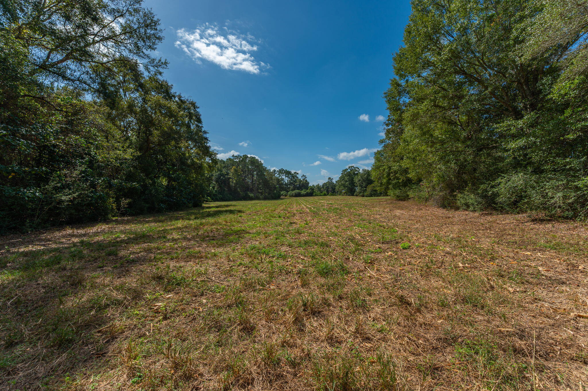 3-acre -a Prescott Road Florala, AL 36442 - Photo 25 of 36 a view of an outdoor space and a yard