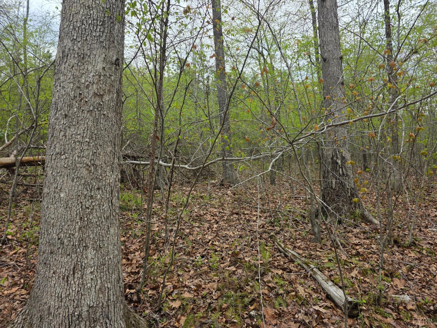 0 Spring Grove Road Spout Spring, VA 24593 - Photo 7 of 12