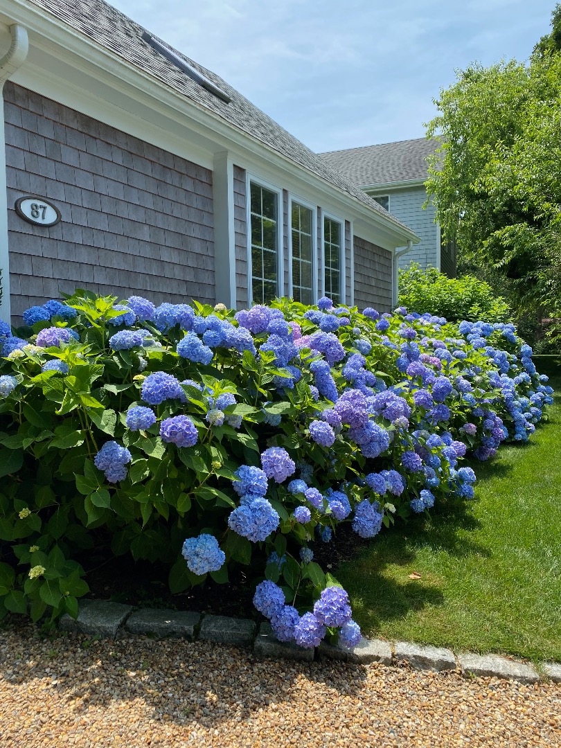 87 Schoolhouse Road Edgartown, MA 02539 - Photo 3 of 29 a bunch of flowers in front of house