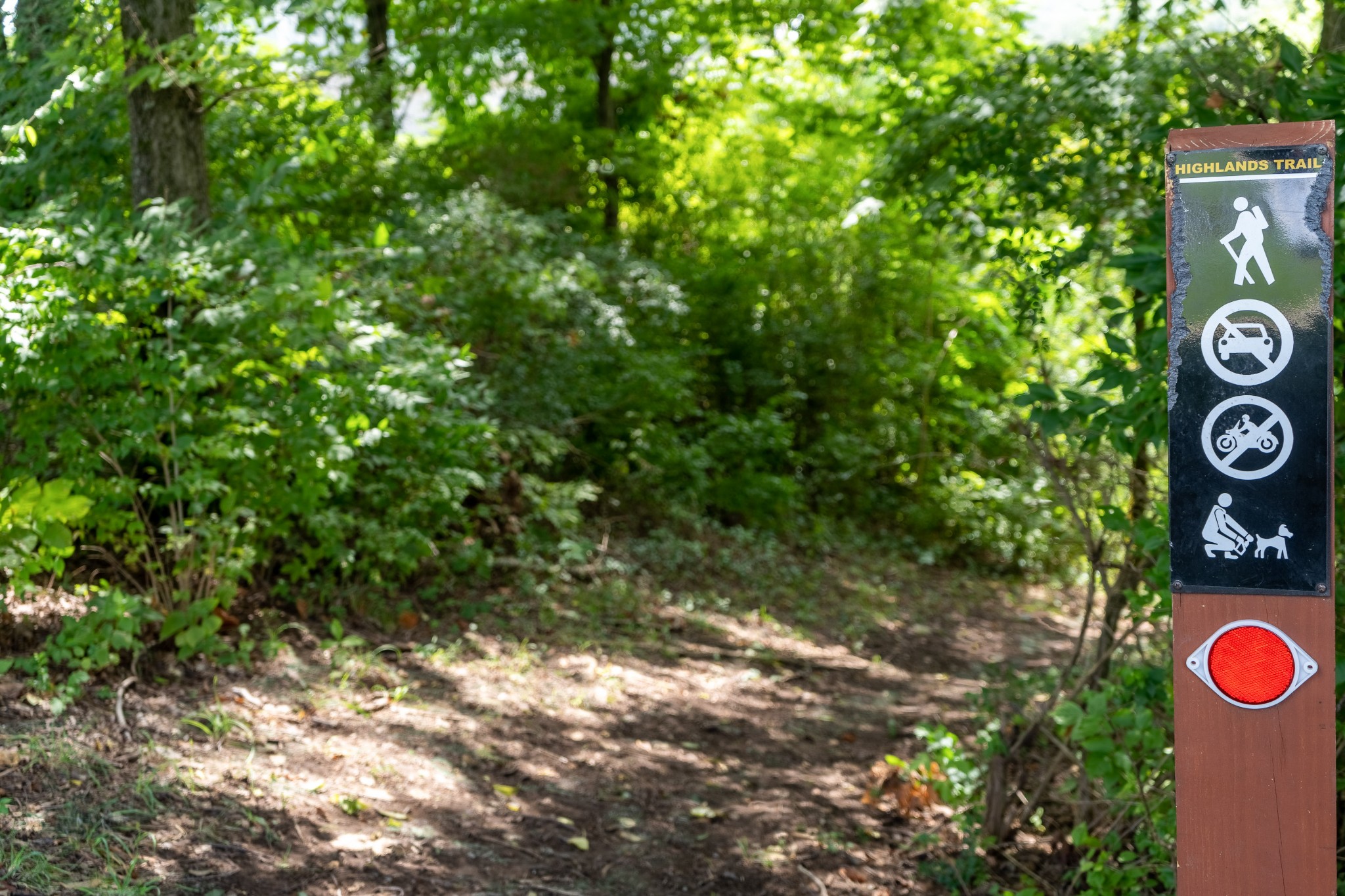 238 Fowler Circle Franklin, TN 37064 - Photo 38 of 45 a view of a tree in a yard