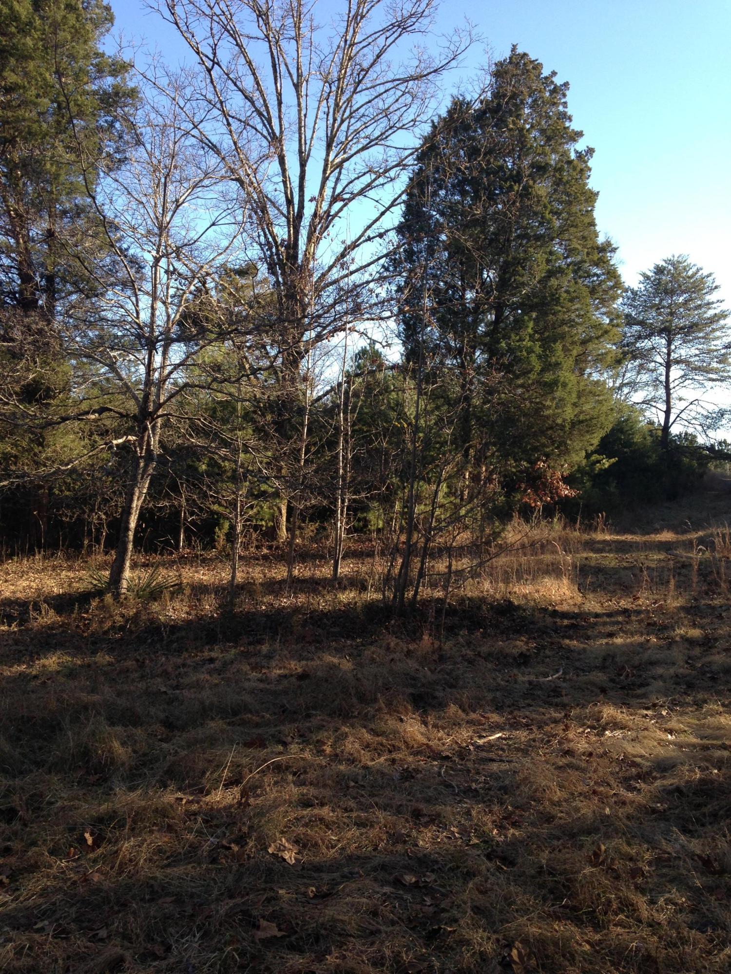 1154 Pin Hook Road Spring City, TN 37381 - Photo 14 of 21 IMG_4070