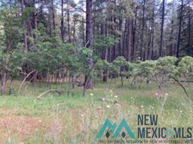 Tbd Waterline Road Chama, NM 87520 - Photo 5 of 8 View of wooded area