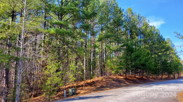 a view of a forest with trees