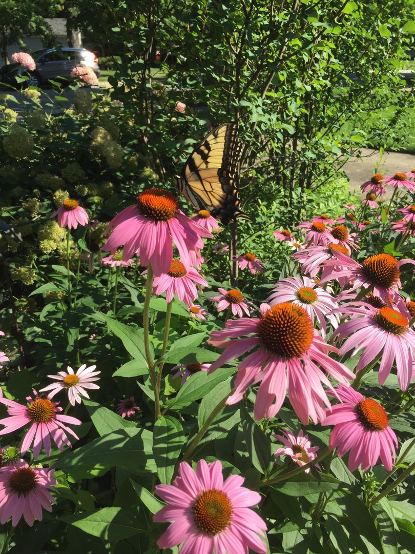 463 Longcommon Road Riverside, IL 60546 - Photo 35 of 36 a view of a flower