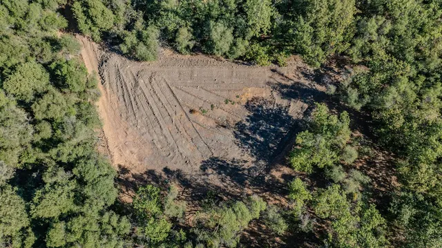 a view of a plant in a garden