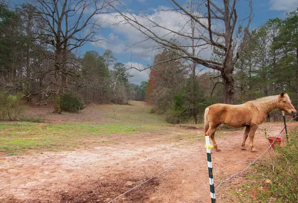 $575,000 | 17081 Ga Highway, Shiloh, GA 31826