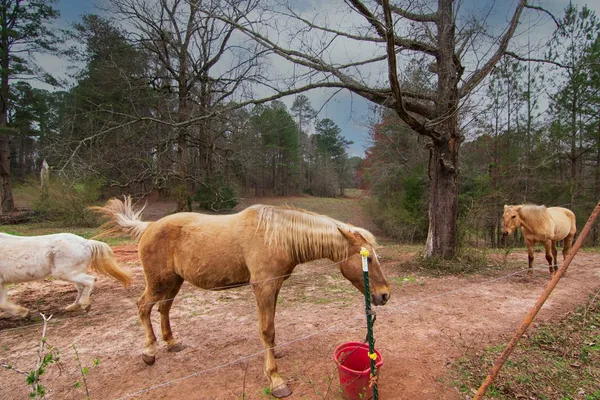 $575,000 | 17081 Ga Highway, Shiloh, GA 31826