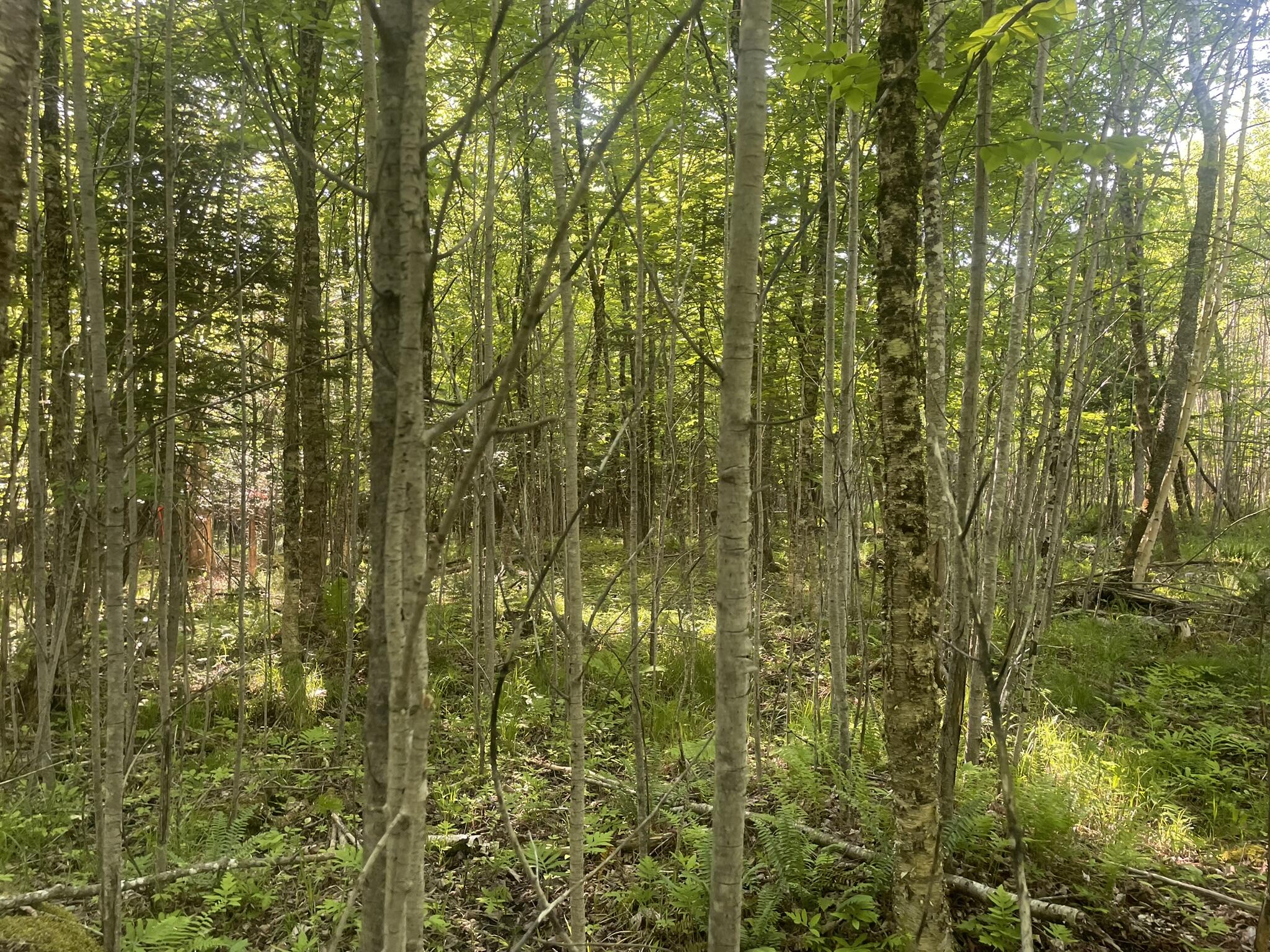 0 Macomber Road Readfield, ME 04355 - Photo 44 of 61 IMG_5679
