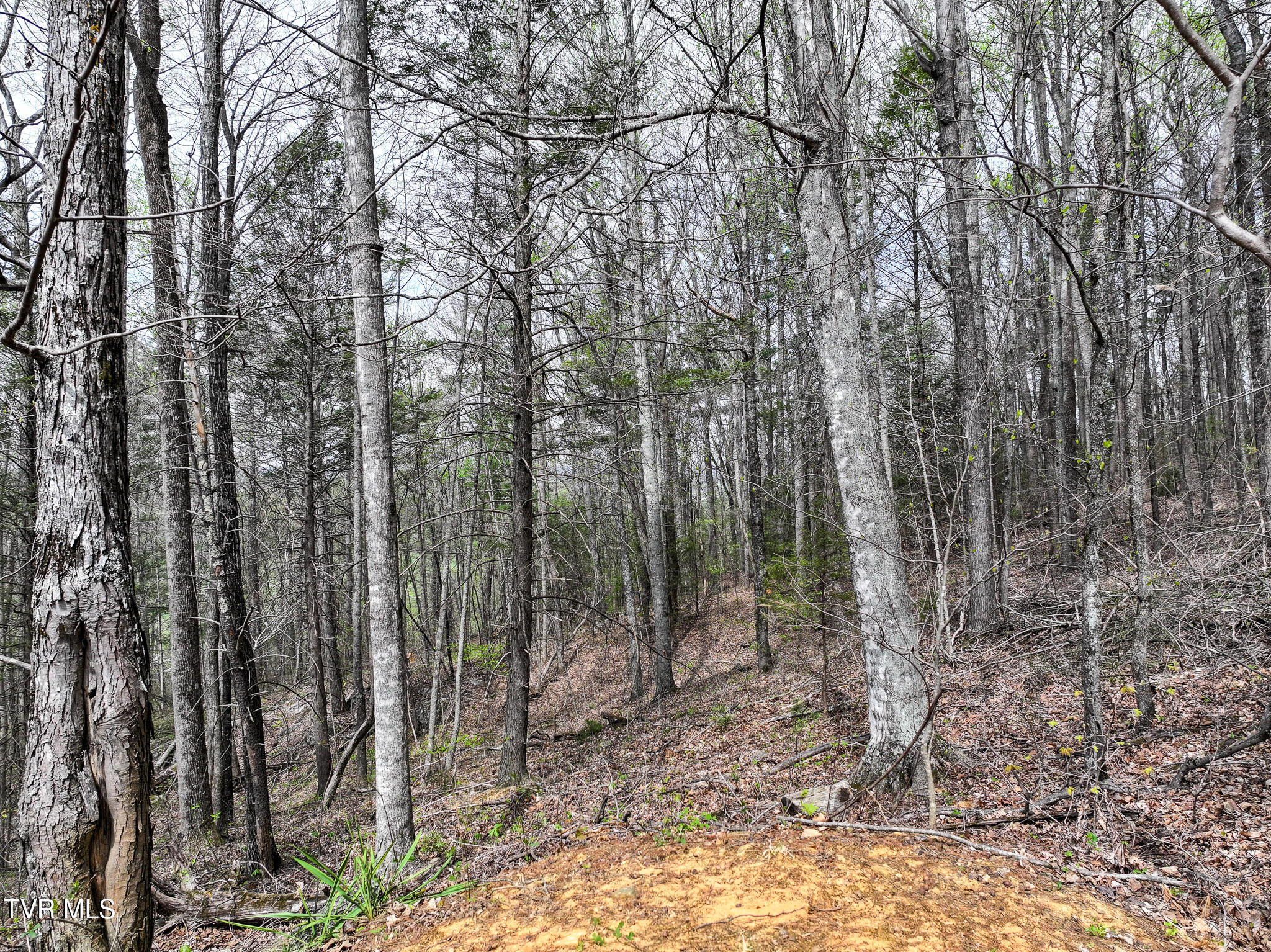 805 Fox Road Chuckey, TN 37641 - Photo 13 of 32 DJI_20260403112536_0049_D