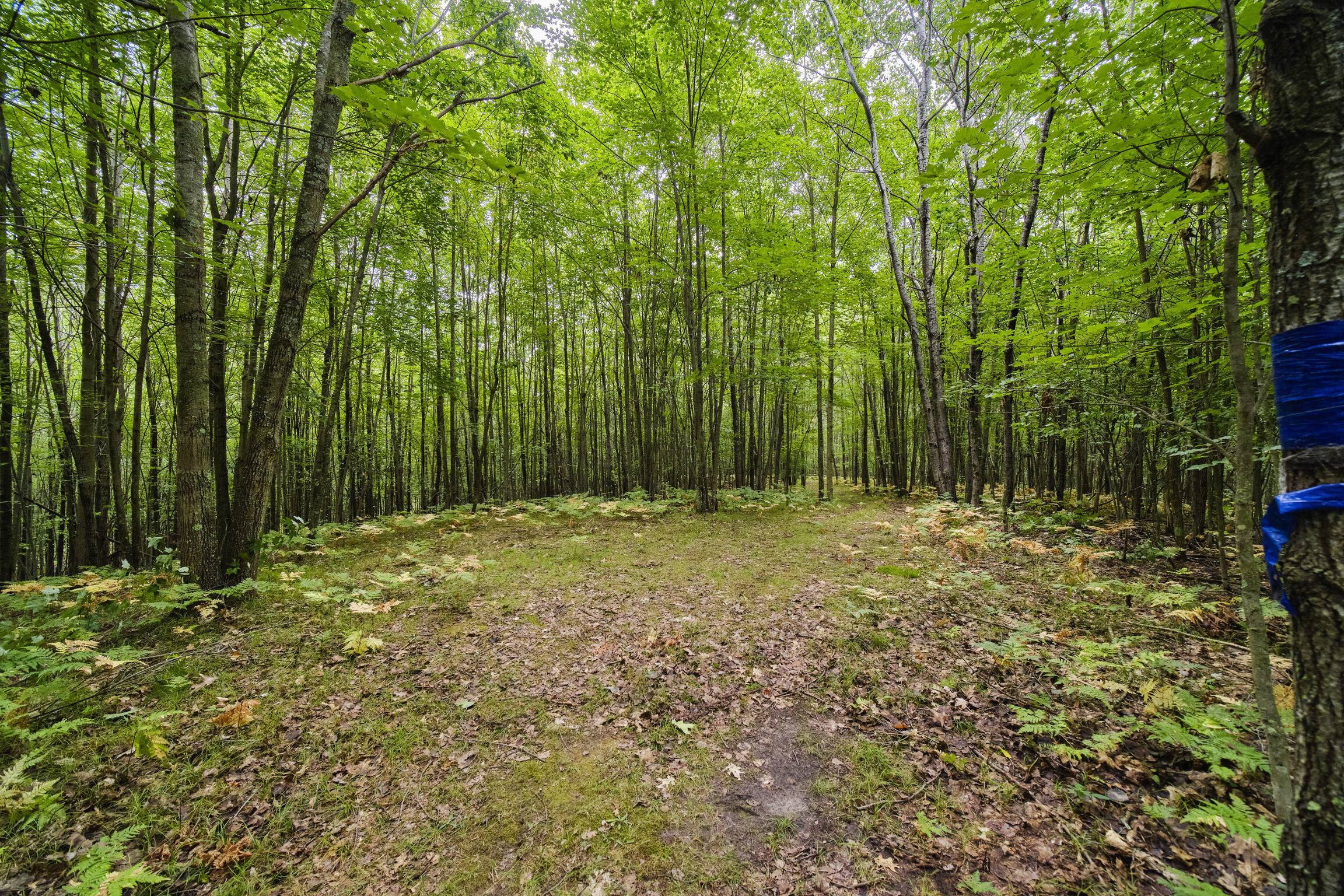8089 Hunter Ridge Trail Copemish, MI 49625 - Photo 52 of 61 8089 Hunter's Ridge
