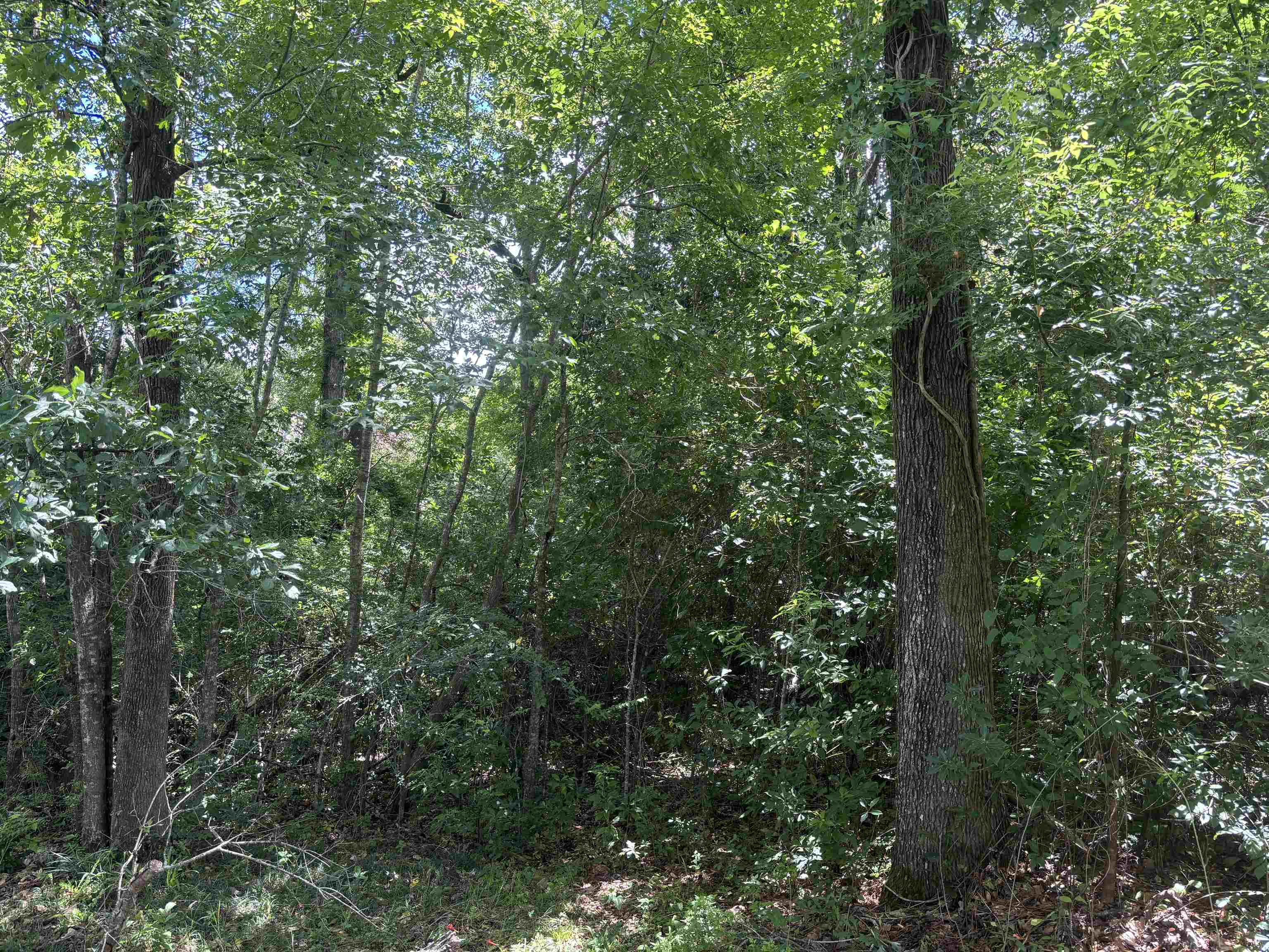 0 1st Avenue Silverhill, AL 36576 - Photo 4 of 5 View