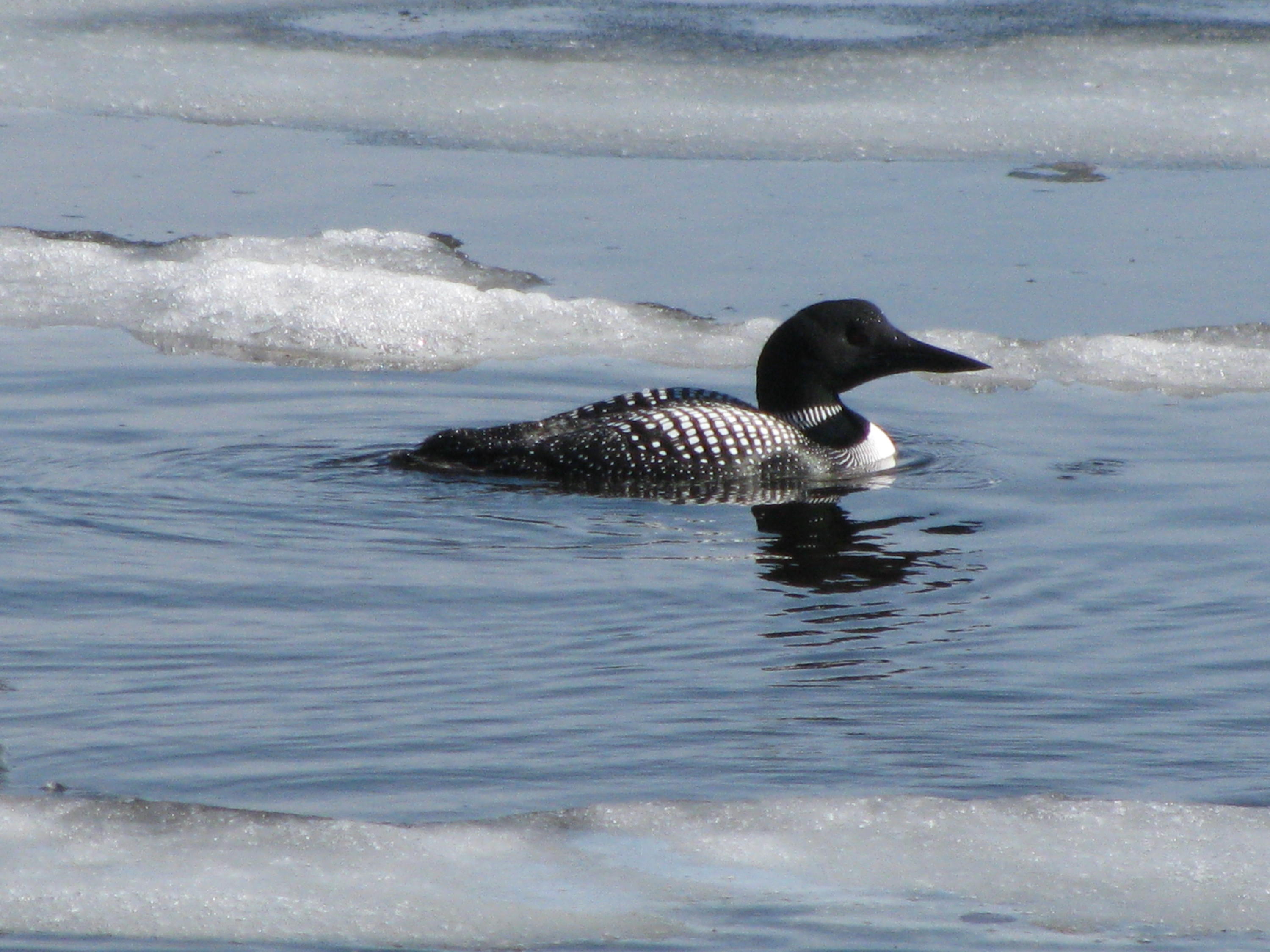 Lot 2 Boulder Road Danforth, ME 04424 - Photo 13 of 23 Loons are three season residents