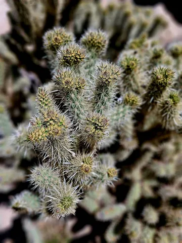 $52,000 | 0 Brawley Avenue, Jacumba, CA 91934