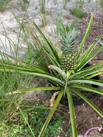 a view of a plant in a garden