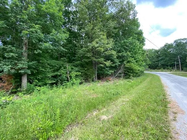 a view of a lush green forest