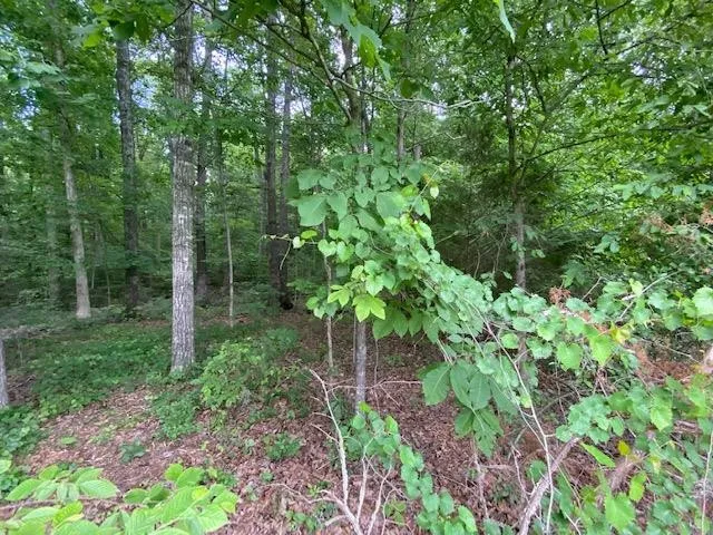 a view of a garden with trees