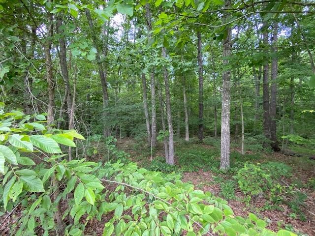 0 Red Bud Circle Big Sandy, TN 38221 - Photo 4 of 13 a view of forest