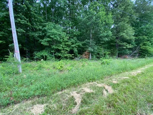 a view of a lush green forest with lots of trees