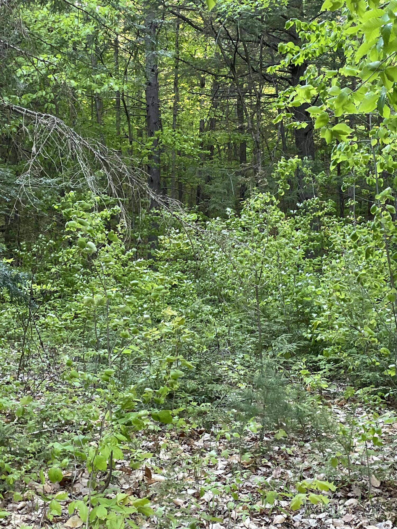 988 Peabody Pond Road Sebago, ME 04029 - Photo 3 of 5 F43E6C15-B498-4C44-A30A-838F4CD2D29A