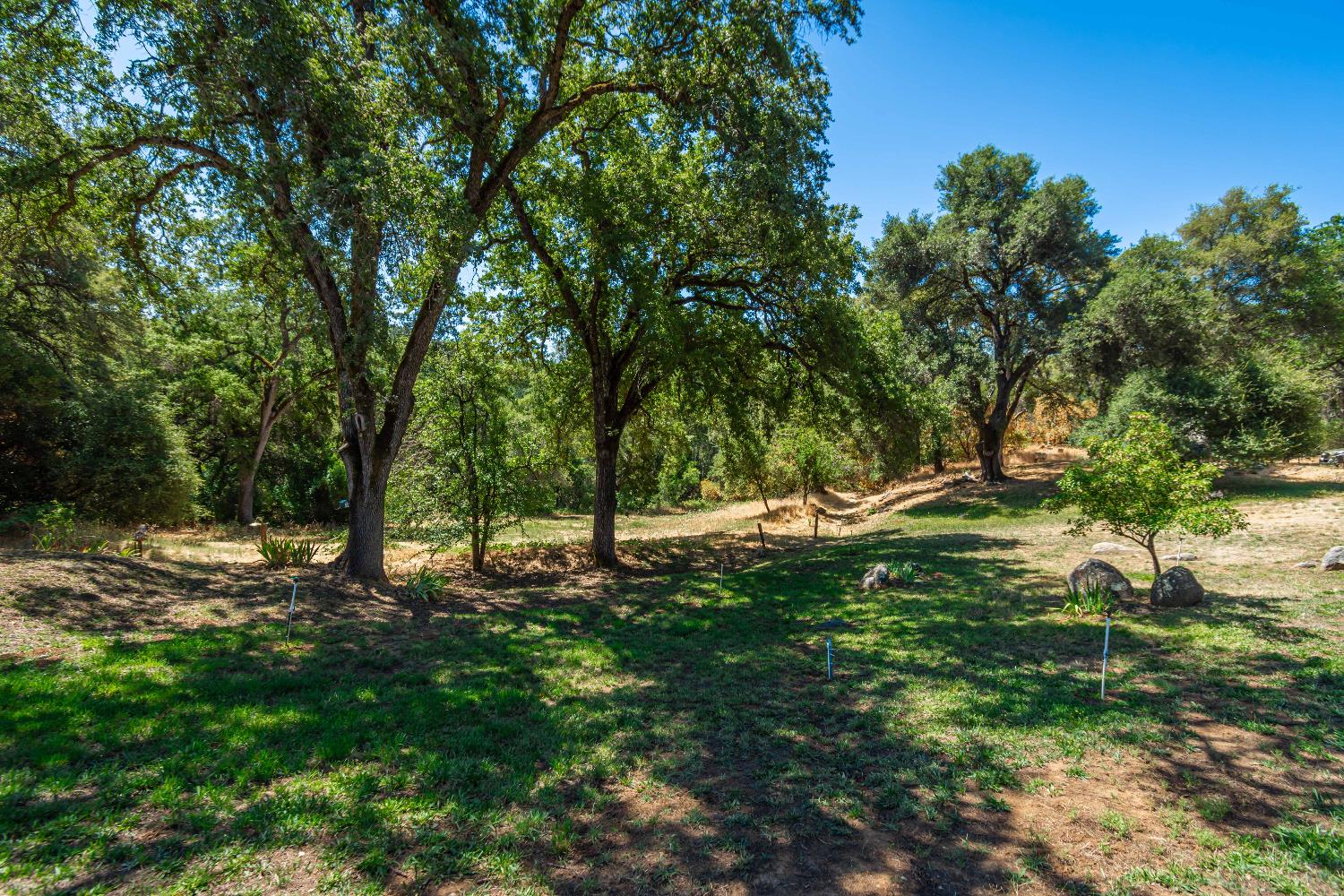 10151 Trauner Road Rough and Ready, CA 95975 - Photo 9 of 45 a view of a tree in a yard