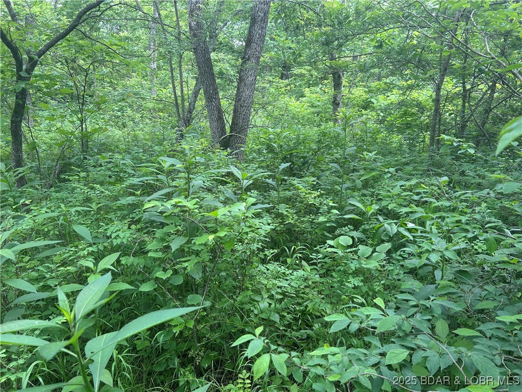 Kolb Hollow Road Climax Springs, MO 65324 - Photo 9 of 9