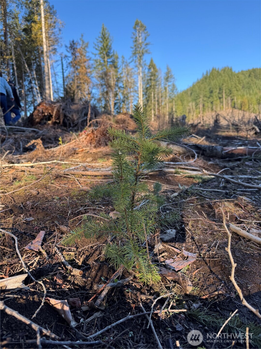 0 Mineral Creek Road North Mineral, WA 98355 - Photo 34 of 40