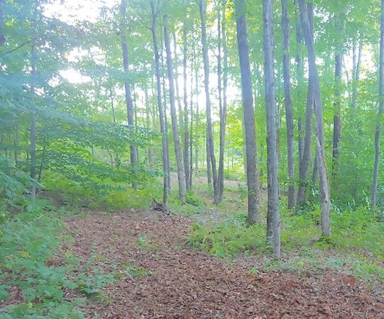 0 Holcomb Road Chester, MA 01011 - Photo 8 of 8