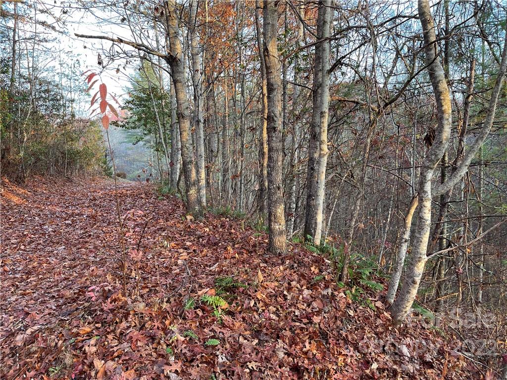 Lot 43 Kimiko Lane Balsam Grove, NC 28708 - Photo 2 of 8 a big yard with lots of green space