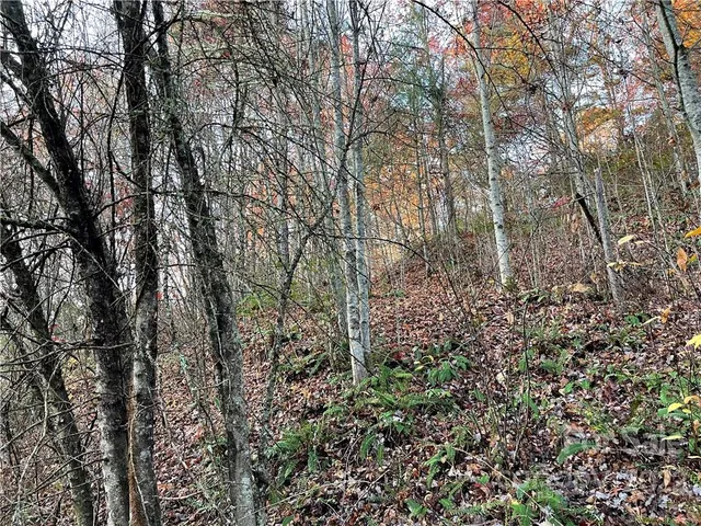 a view of a yard with a tree