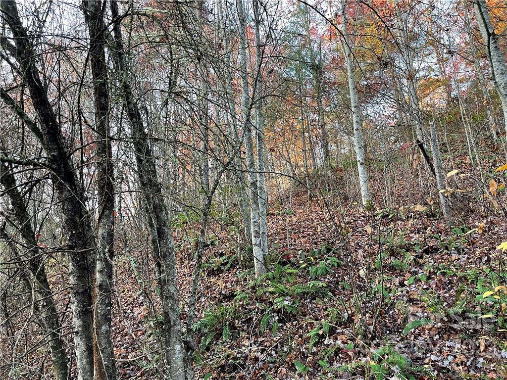 Lot 43 Kimiko Lane Balsam Grove, NC 28708 - Photo 5 of 8 a view of a yard with a tree
