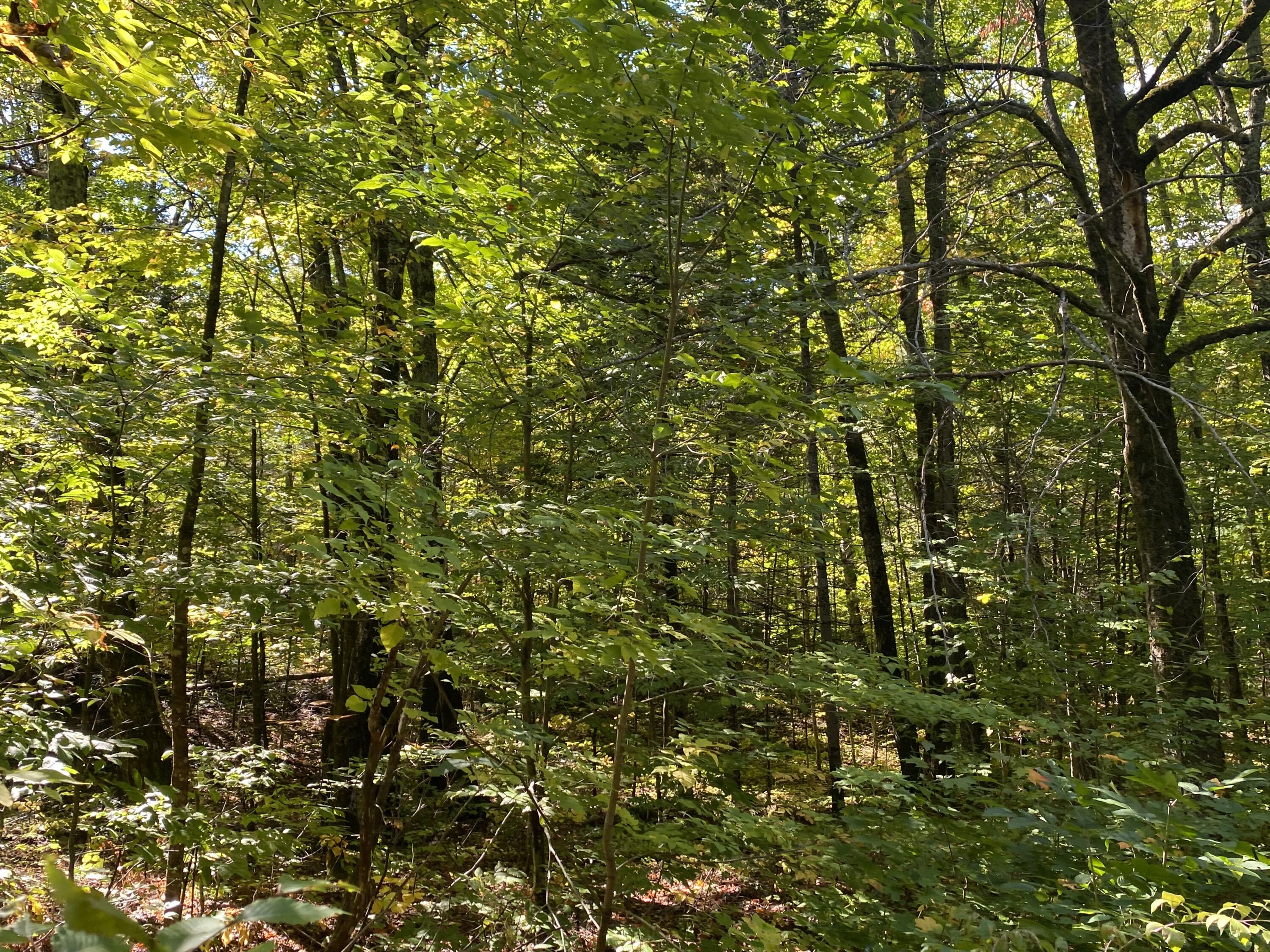 6 Sugartree Road St. David, ME 04773 - Photo 16 of 18 IMG_7283