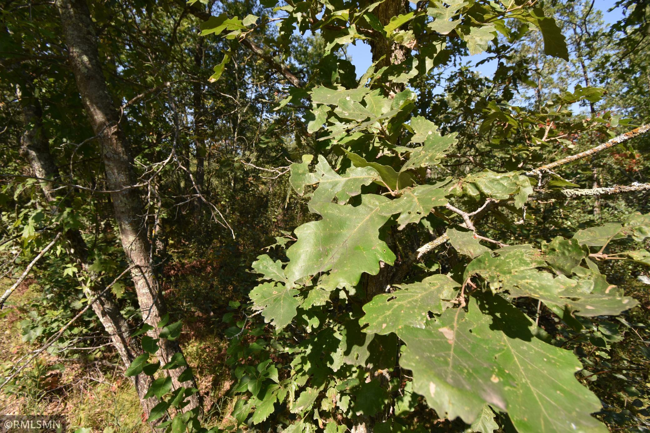 Tbd Tbd Nagel Road Pequot Lakes, MN 56472 - Photo 6 of 9 Gallery Image 6