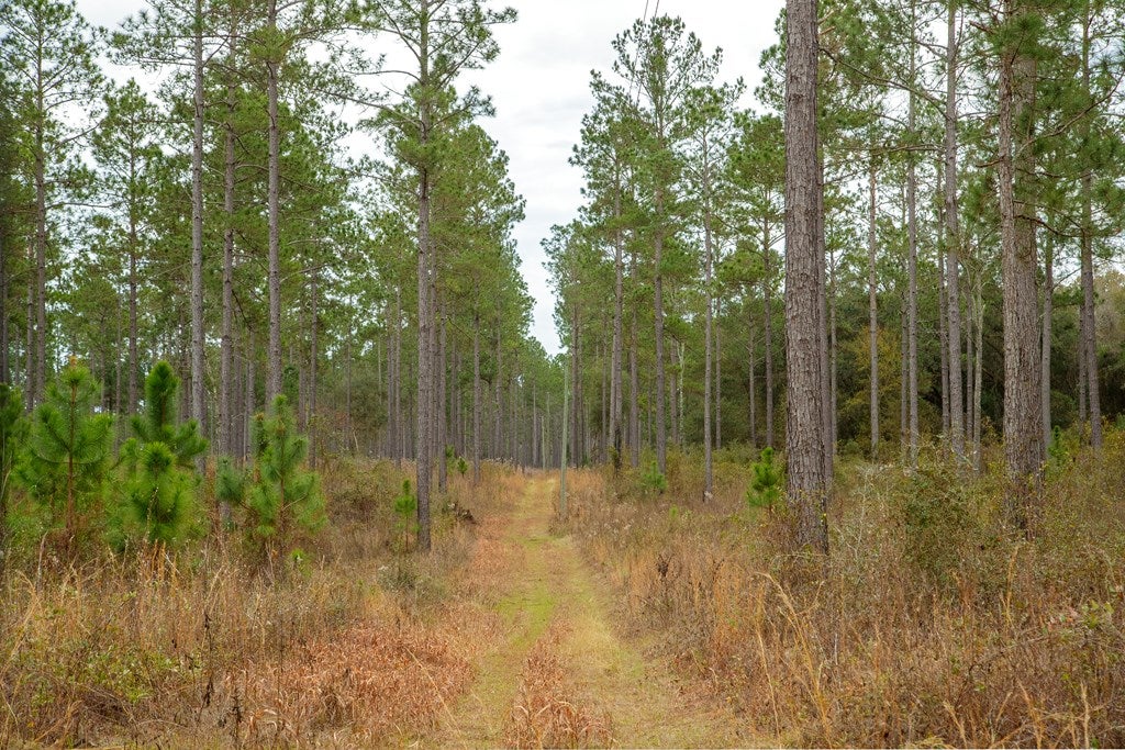 1363 Milton Road Quitman, GA 31643 - Photo 4 of 16 Gallery Image 4