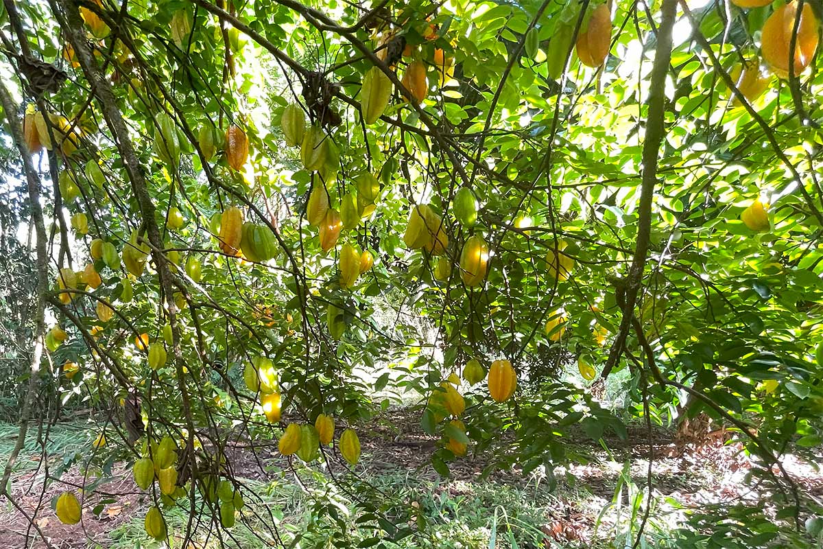 26 Papaya Farms Road Pahoa, HI 96778 - Photo 20 of 30