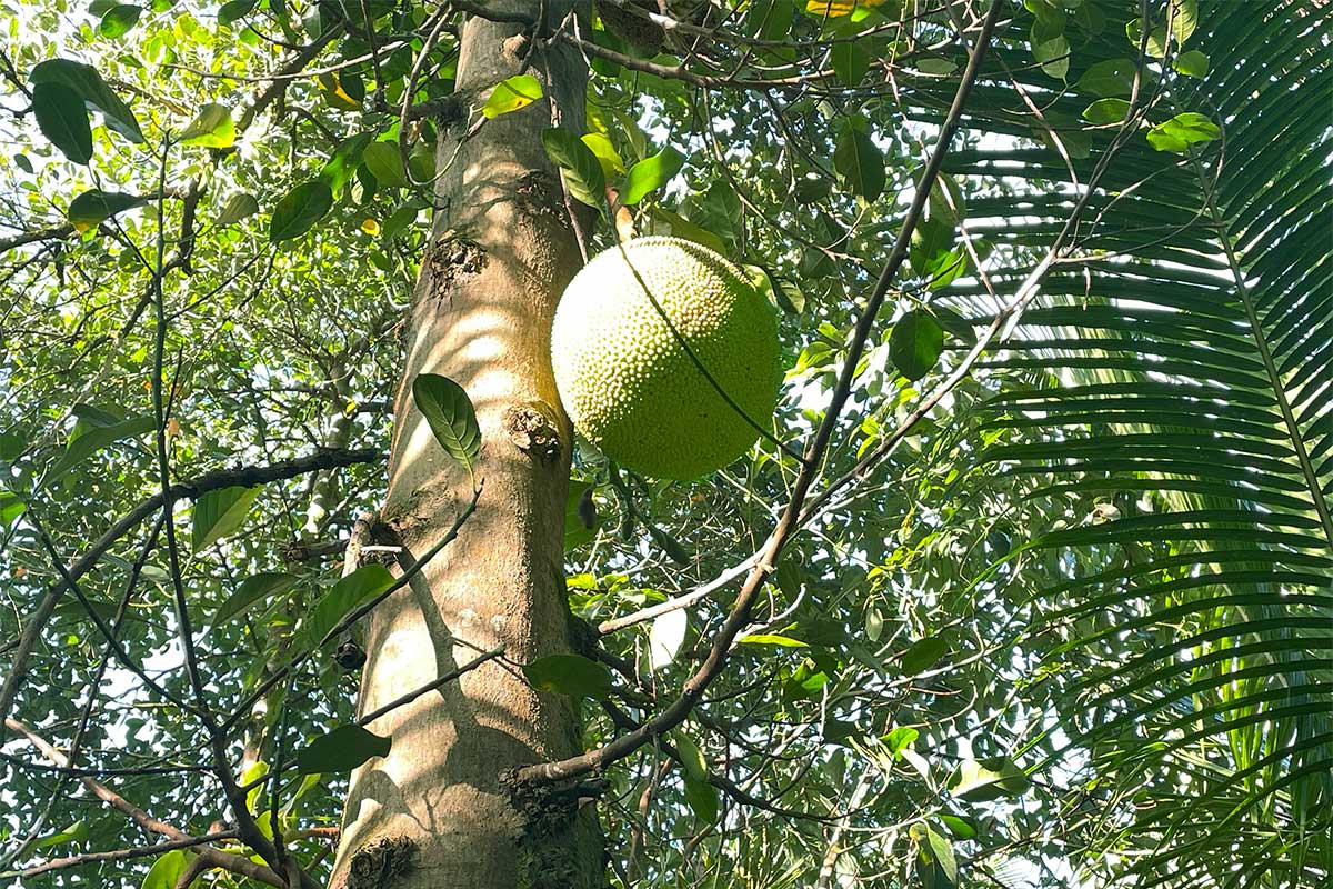 26 Papaya Farms Road Pahoa, HI 96778 - Photo 21 of 30