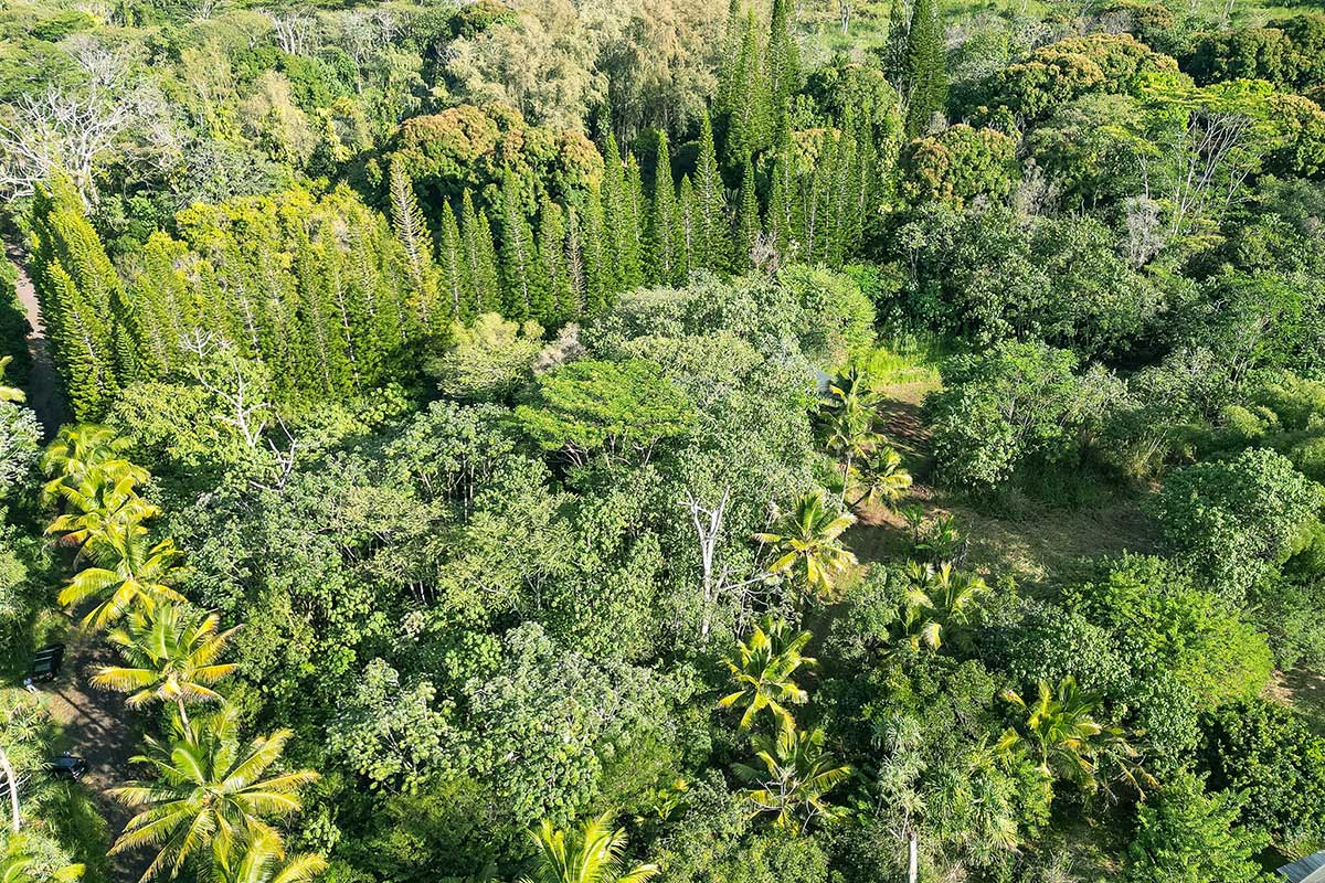26 Papaya Farms Road Pahoa, HI 96778 - Photo 28 of 30