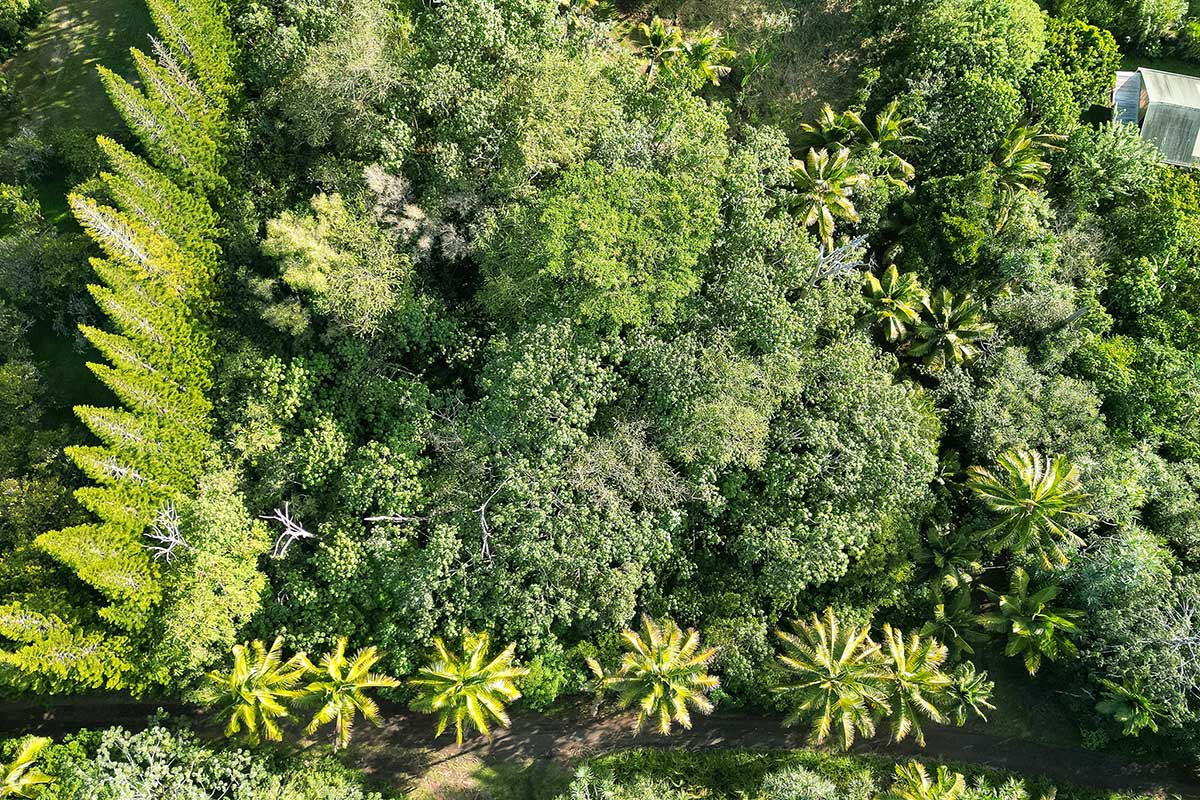 26 Papaya Farms Road Pahoa, HI 96778 - Photo 5 of 30
