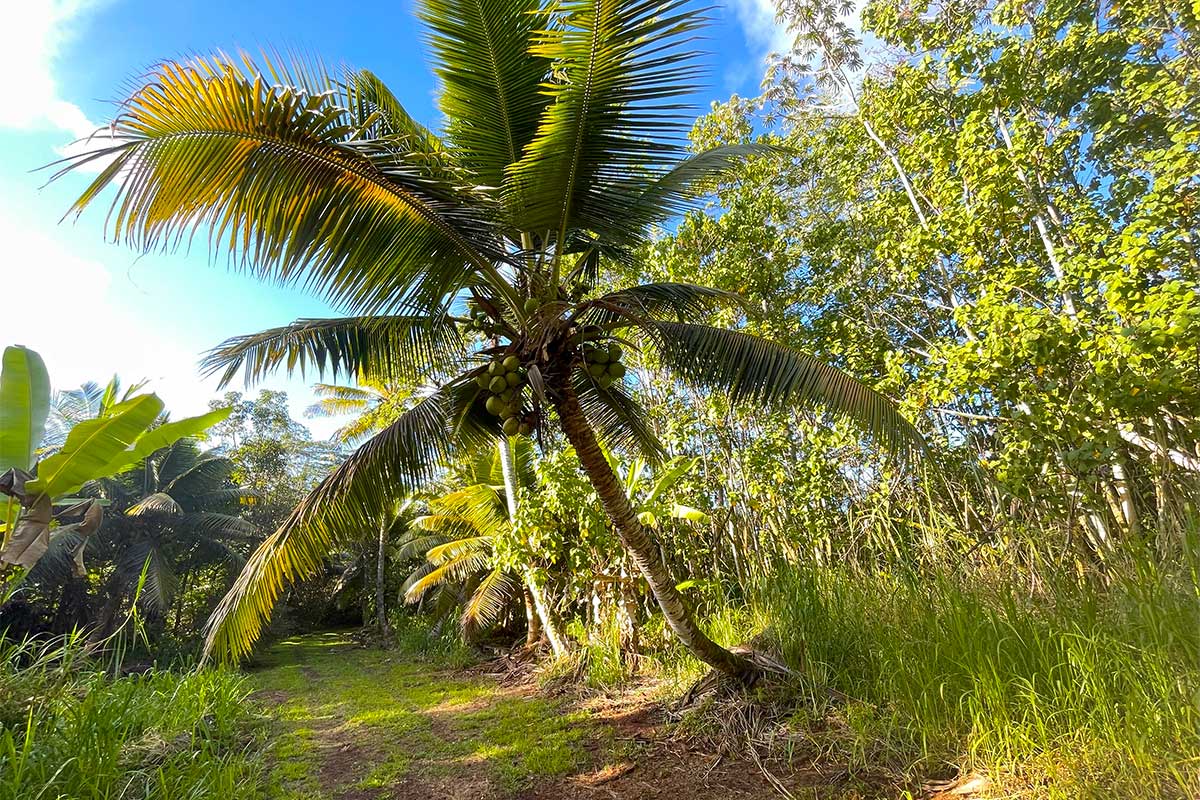 26 Papaya Farms Road Pahoa, HI 96778 - Photo 8 of 30