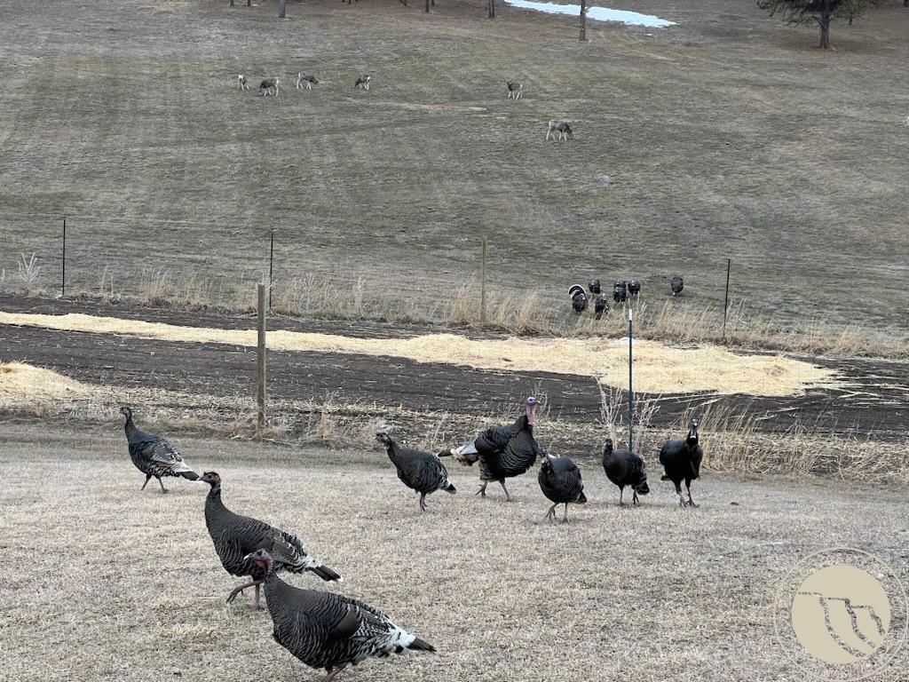 101 Smith Road Roundup, MT 59072 - Photo 27 of 28 Wildlife abounds
