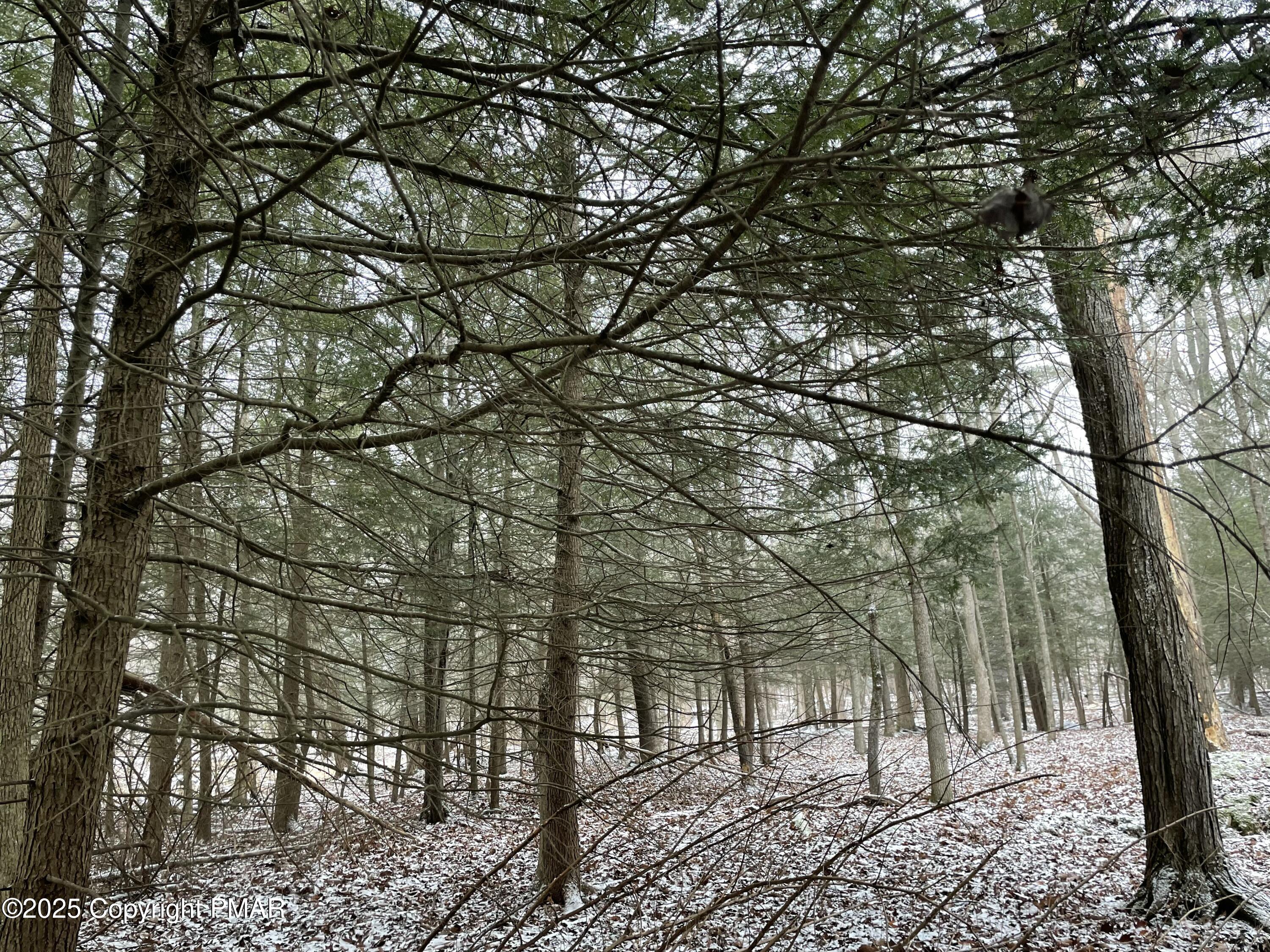 43 Spring Run Cresco, PA 18326 - Photo 2 of 2 Woods
