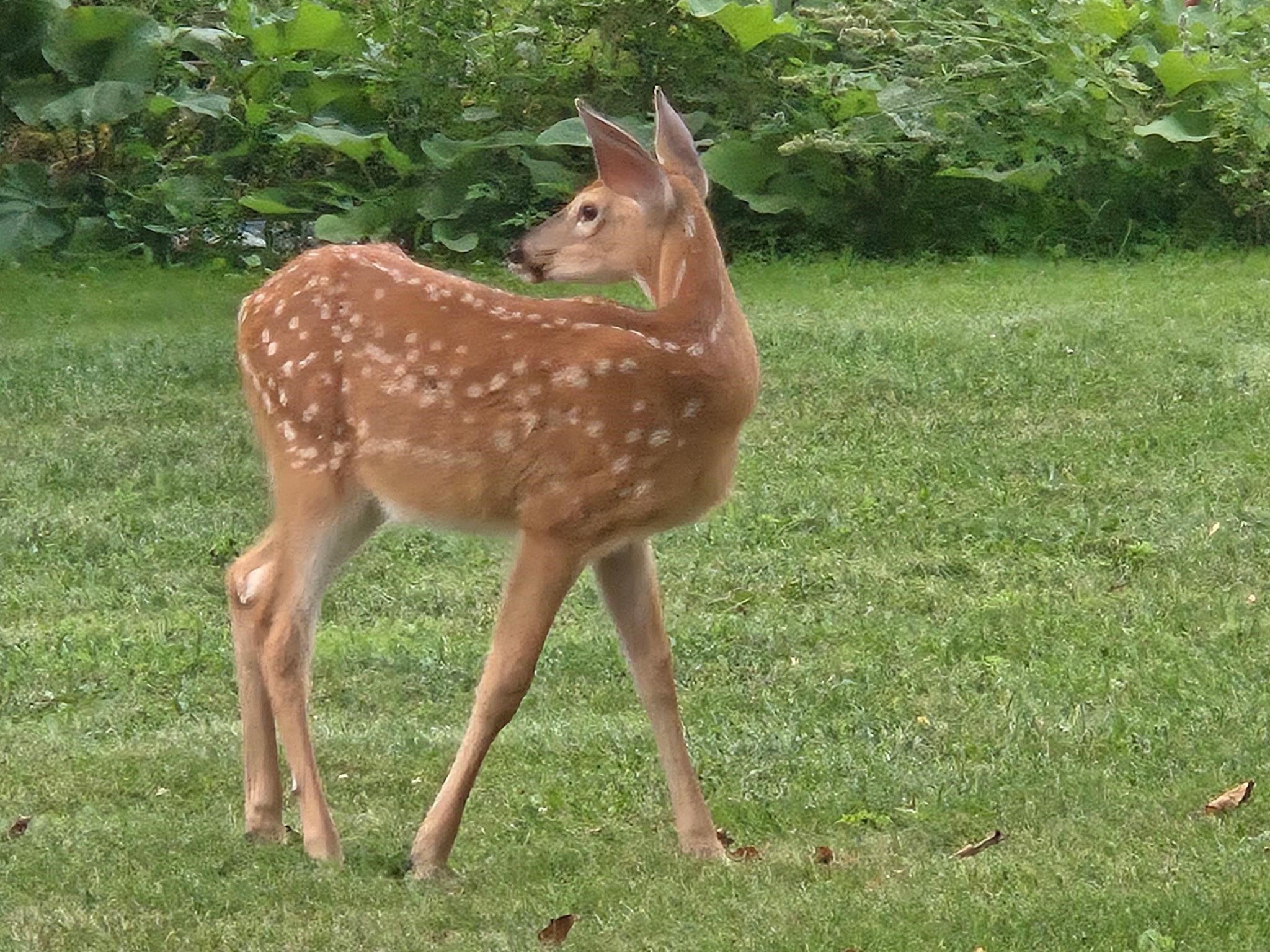 2190 Carleton Avenue Appleton, WI 54915 - Photo 66 of 69